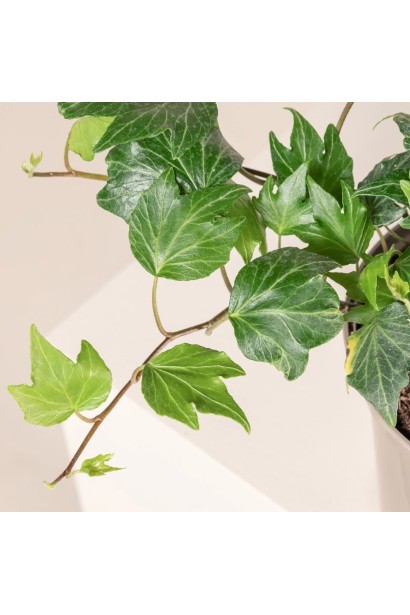 Плющ звичайний Грін Ріпл в контейнері